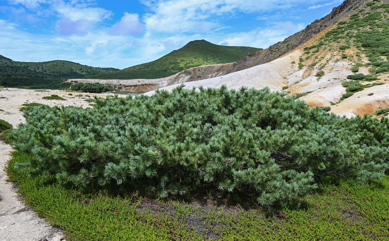 Image of Pinus pumila specimen.