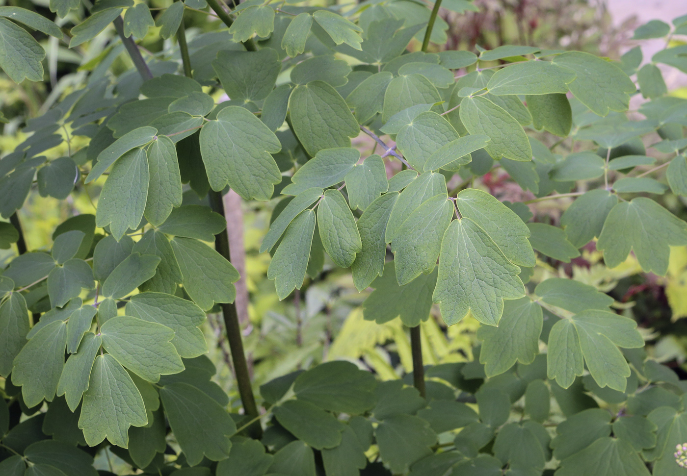 Изображение особи Thalictrum aquilegiifolium.