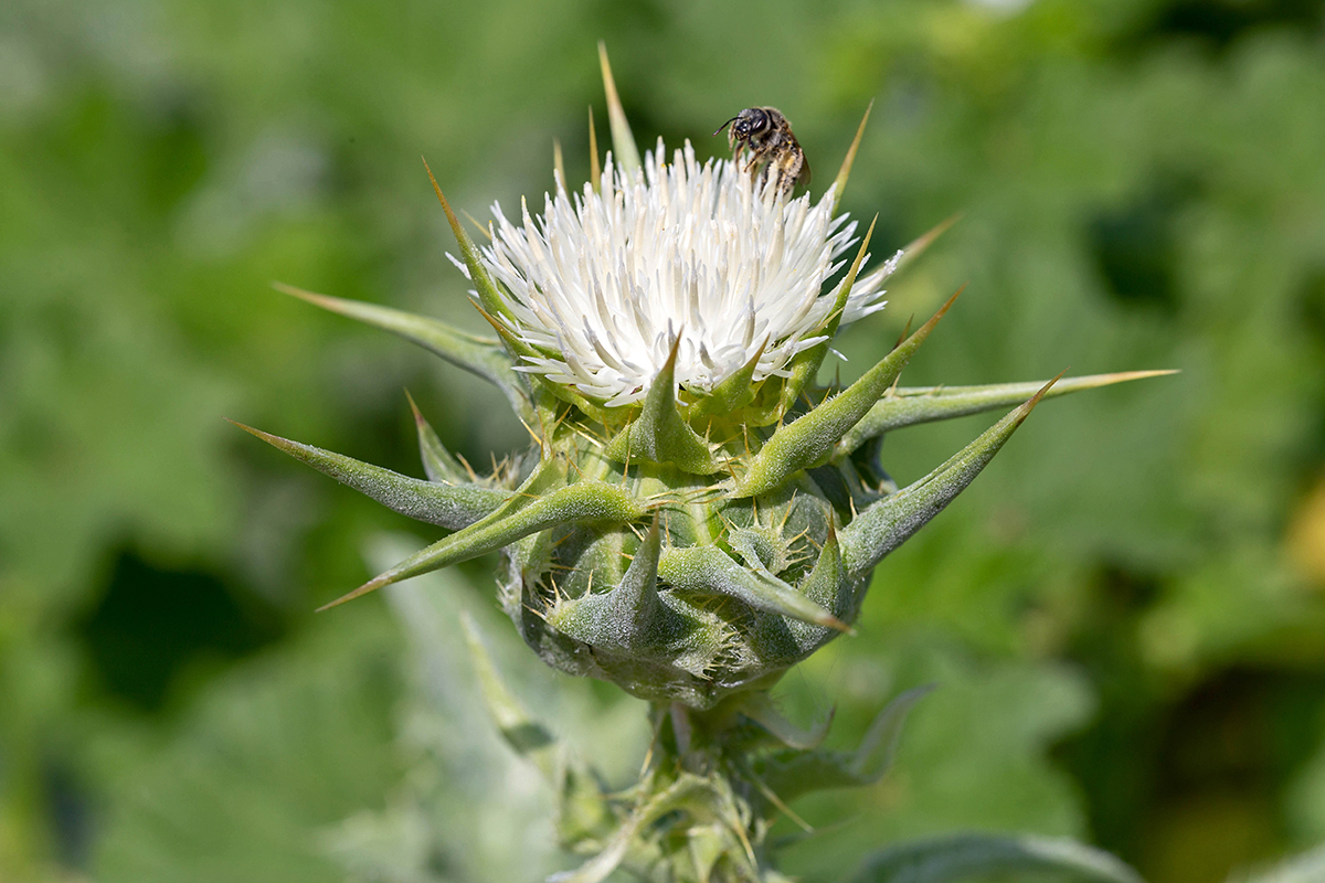 Изображение особи Silybum marianum.