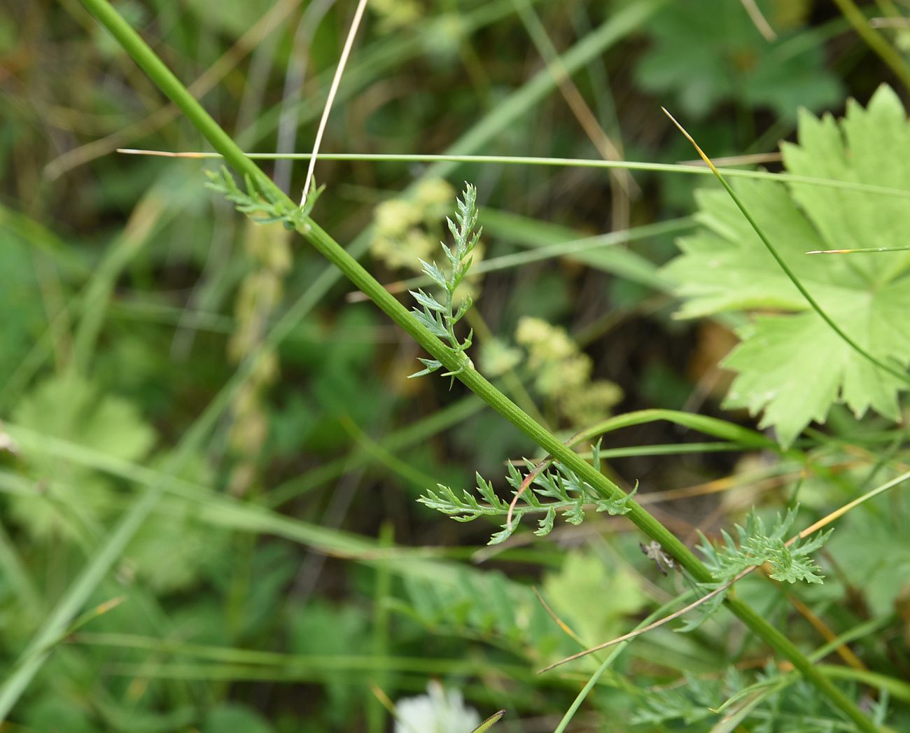 Image of Pyrethrum coccineum specimen.