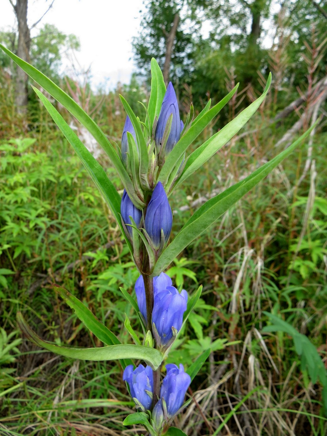 Image of Gentiana triflora specimen.