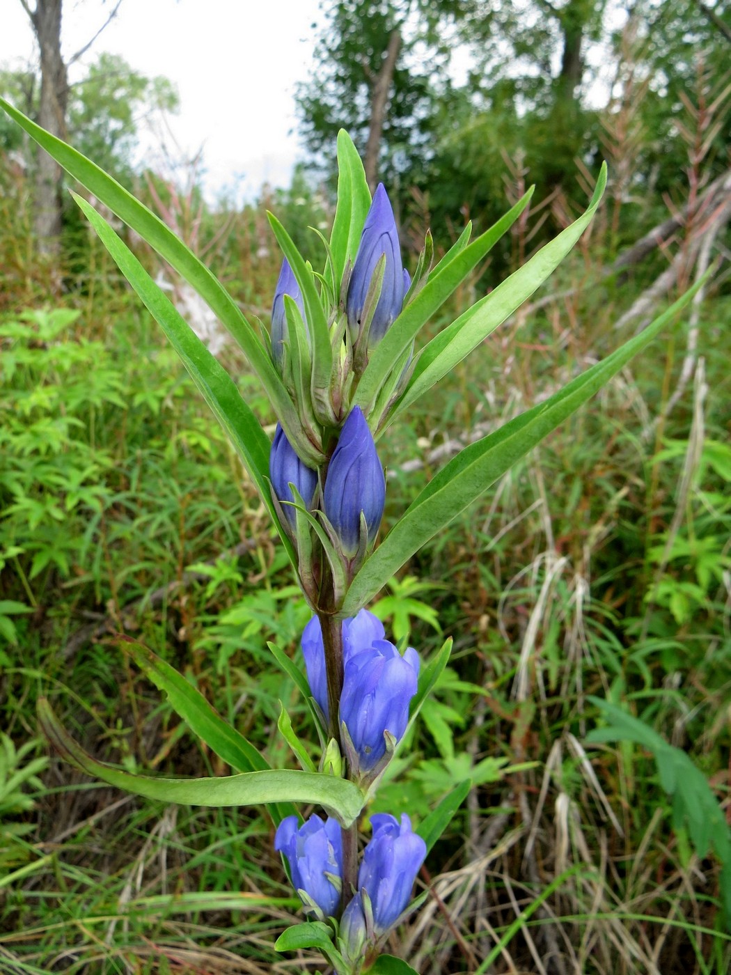 Изображение особи Gentiana triflora.