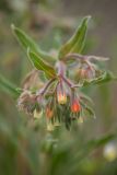 Onosma polychroma. Верхушка побега с соцветием. Ростовская обл., Красносулинский р-н, окр. хут. Зайцевка, каменистая осыпь закреплённая куртиной Thymus. 30.04.2023.