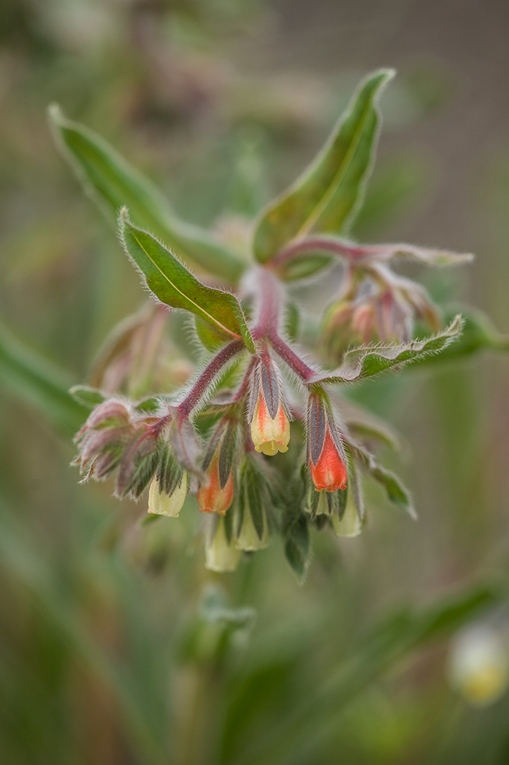 Image of Onosma polychroma specimen.