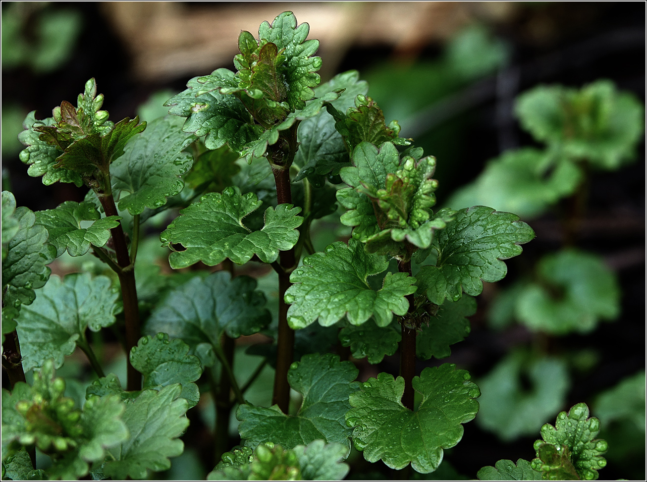 Изображение особи Glechoma hederacea.