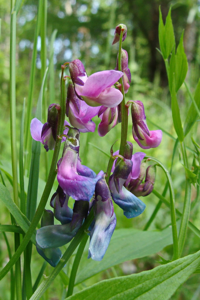 Изображение особи Lathyrus komarovii.