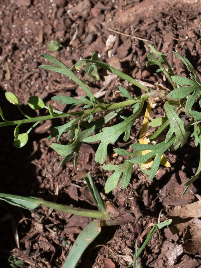 Изображение особи Lepidium bonariense.