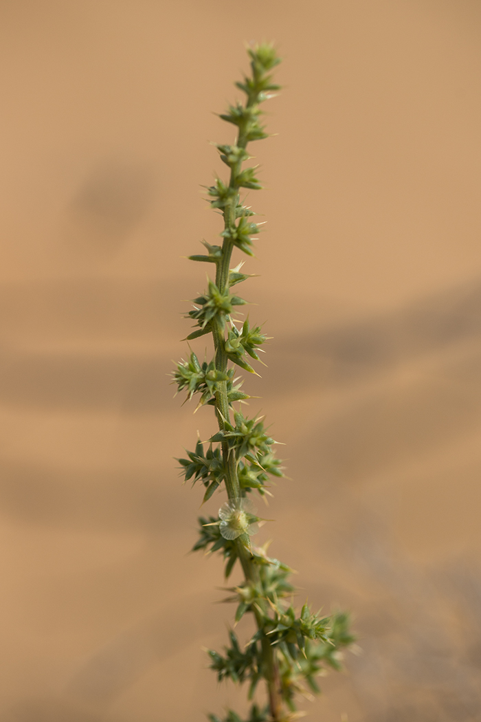 Image of genus Salsola specimen.