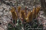 Ferocactus townsendianus