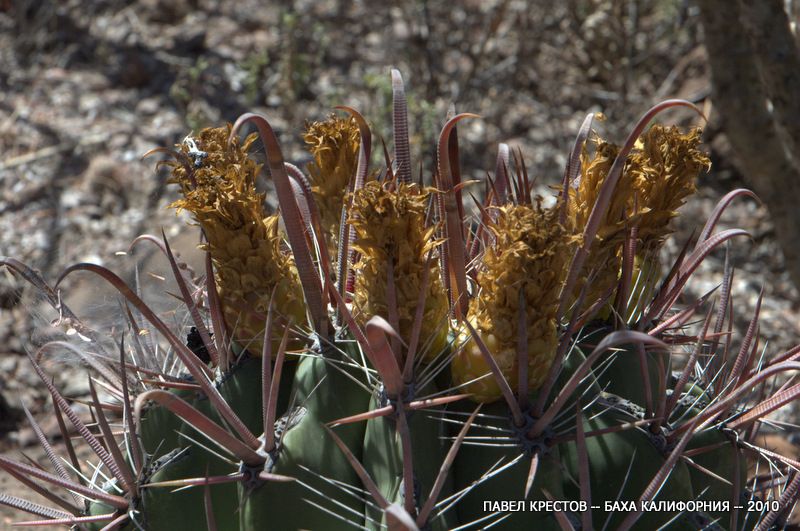 Изображение особи Ferocactus townsendianus.