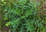 Cirsium vulgare. Молодое растение (вид сверху). Московская обл., Раменский р-н, окр. дер. Хрипань, садовый участок. 31.05.2023.