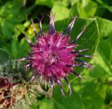 Arctium tomentosum. Соцветие. Московская обл., ГО Подольск, мкр-н Климовск, пустырь. 28.08.2023.