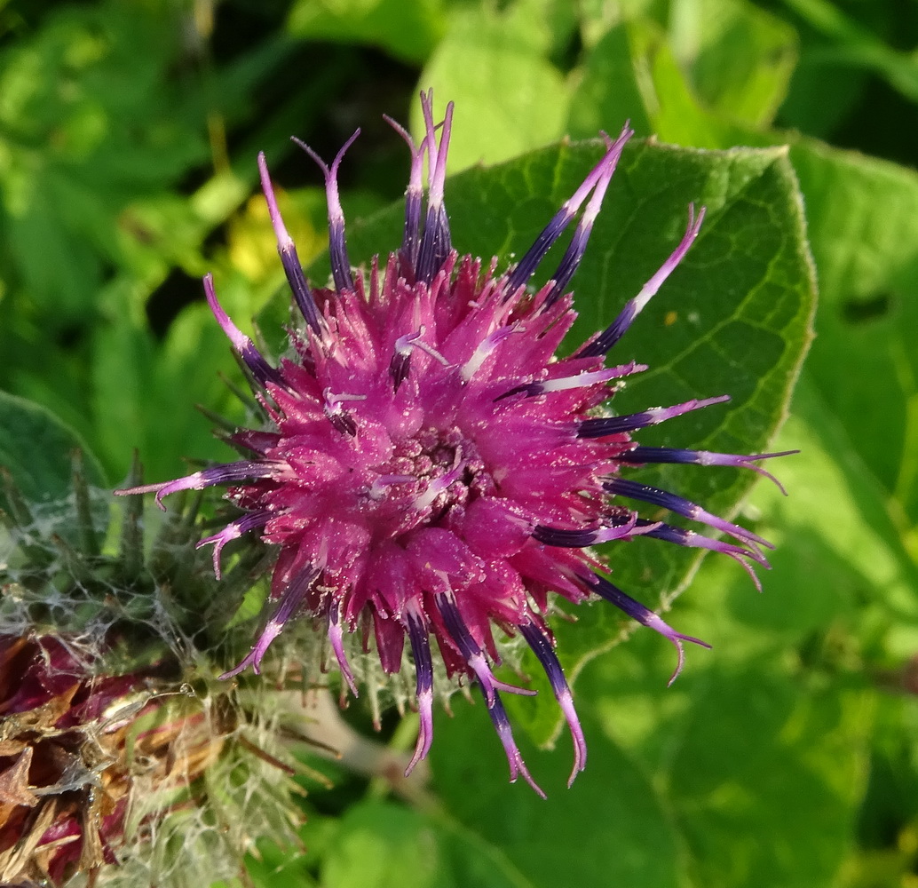 Изображение особи Arctium tomentosum.