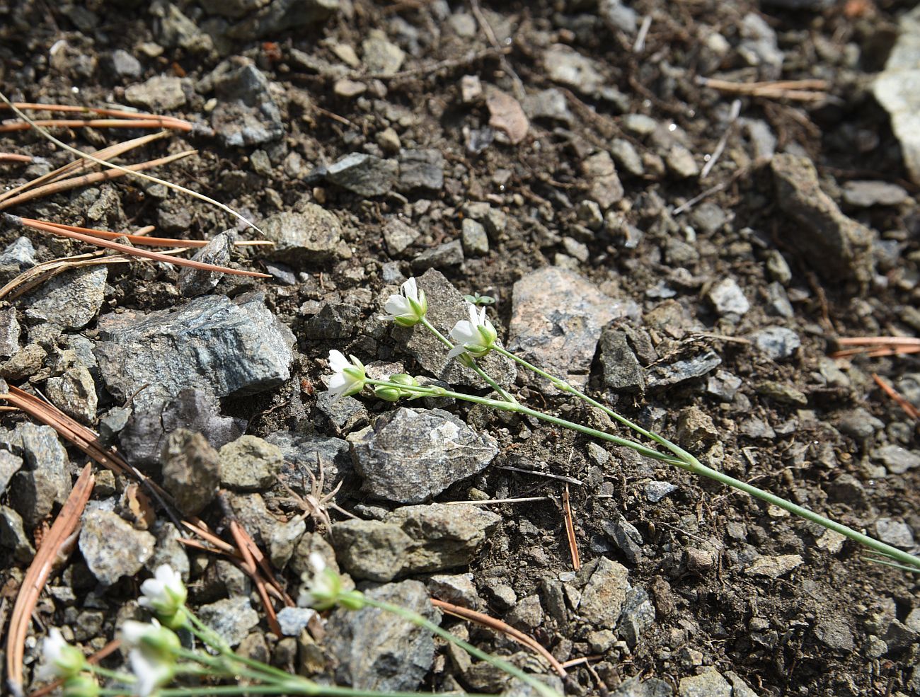 Изображение особи Eremogone saxatilis.