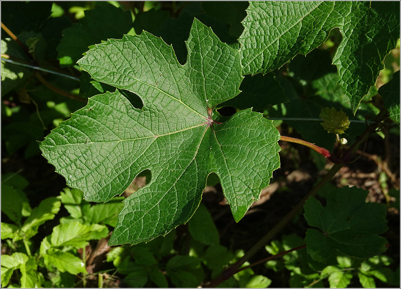 Image of Vitis vinifera specimen.