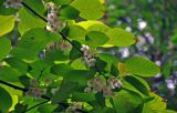 Actinidia kolomikta