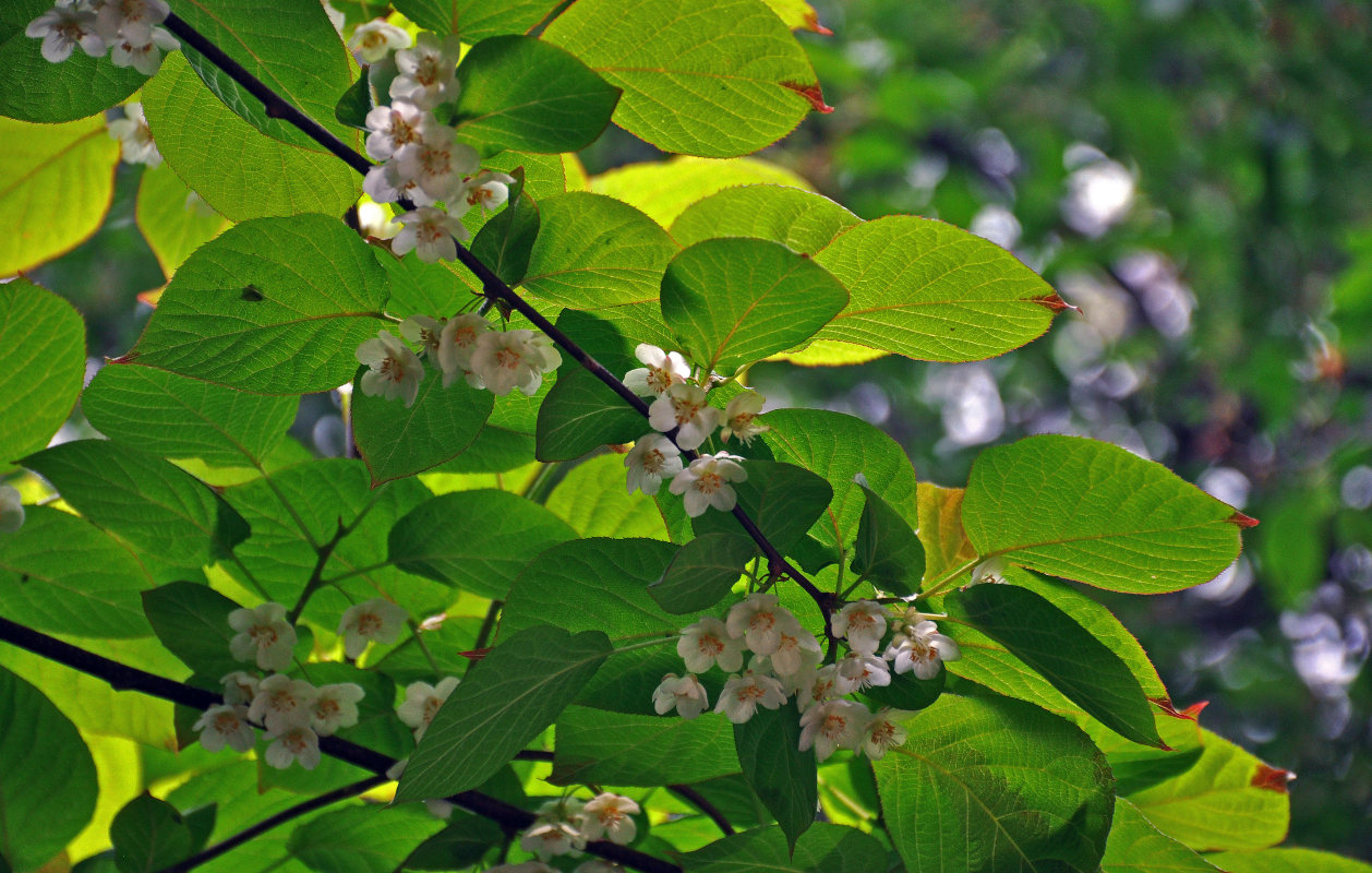 Изображение особи Actinidia kolomikta.