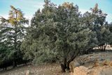 Quercus rotundifolia. Взрослое дерево. Марокко, обл. Фес-Мекнес, хр. Средний Атлас, национальный парк \"Ифран\", ≈ 1600 м н.у.м., опушка смешанного леса, каменистый склон. 03.01.2023.