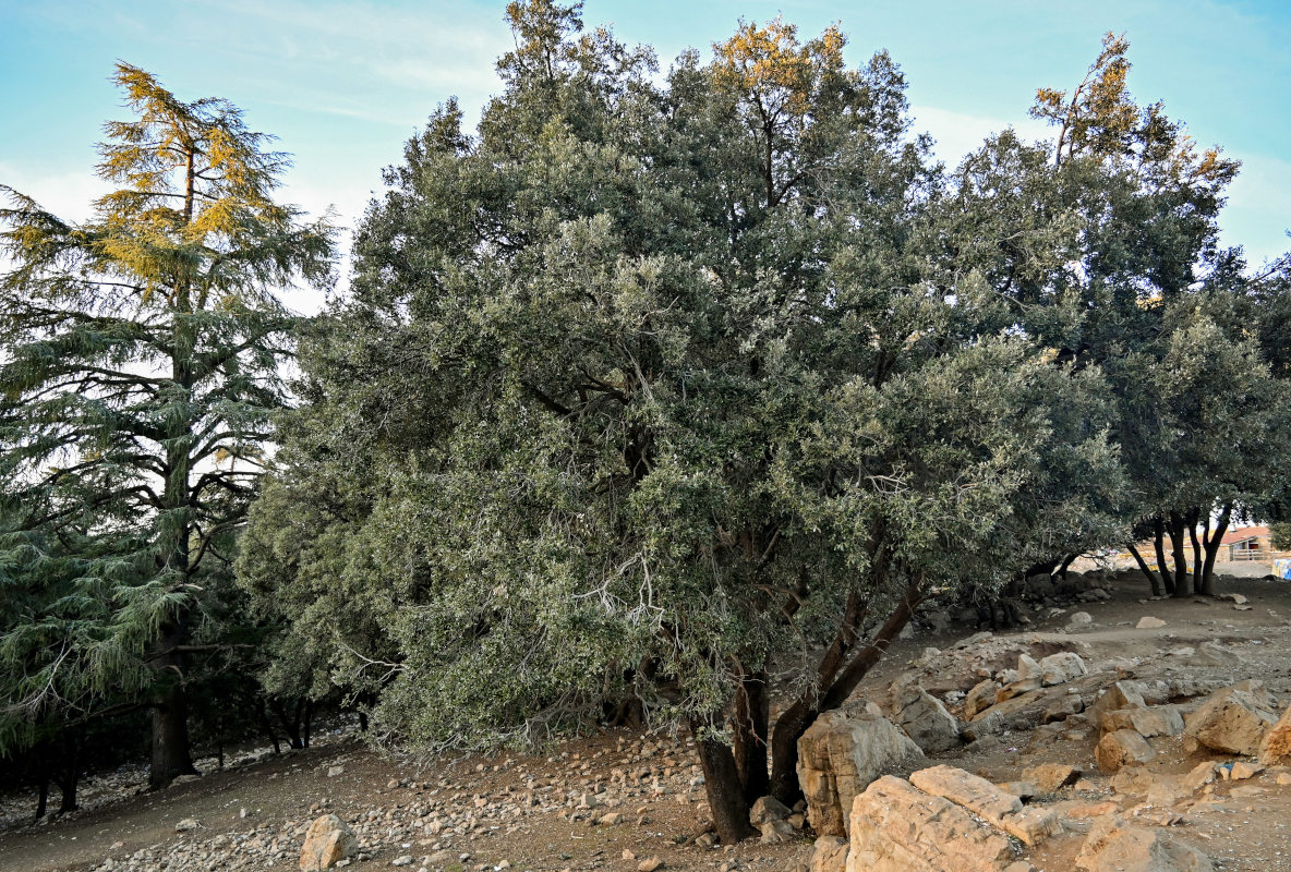 Image of Quercus rotundifolia specimen.