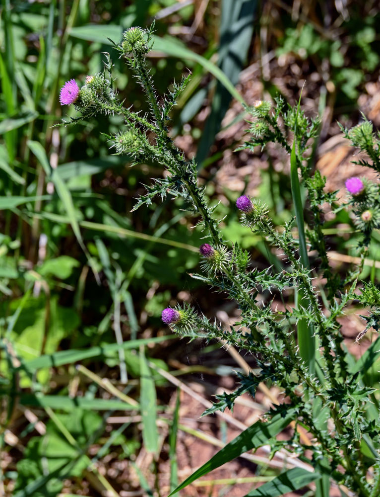 Изображение особи Carduus acanthoides.