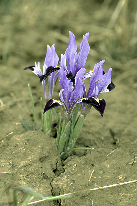 Изображение особи Iridodictyum kolpakowskianum.