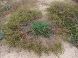 Artemisia arenaria