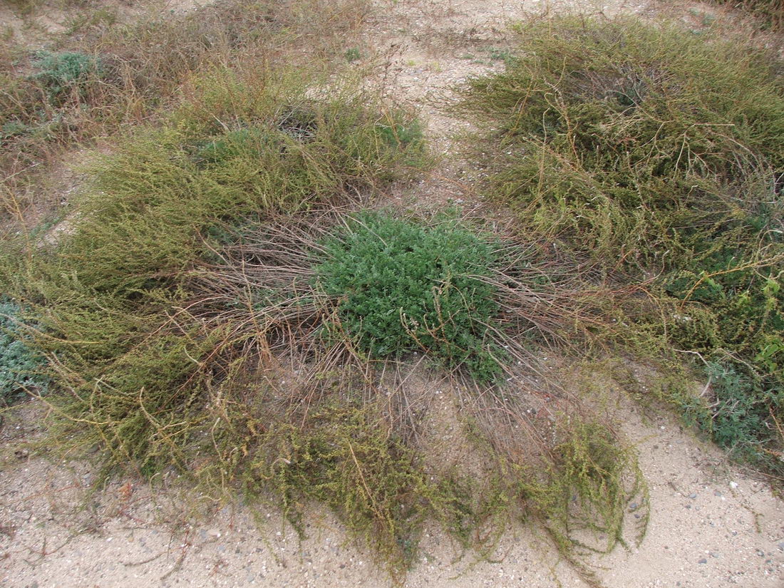 Изображение особи Artemisia arenaria.