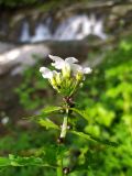 Cardamine bulbifera. Верхушка побега с соцветием и с выводковыми луковичками. Краснодарский край, городской округ Сочи, Хостинский р-н, у реки Безуменка. 19.04.2023.