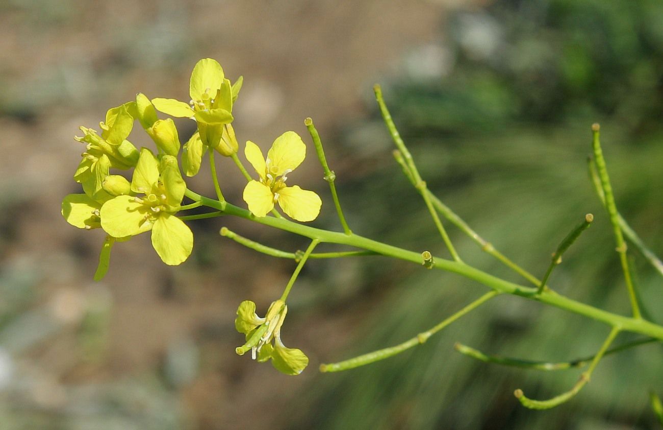 Изображение особи Erucastrum armoracioides.