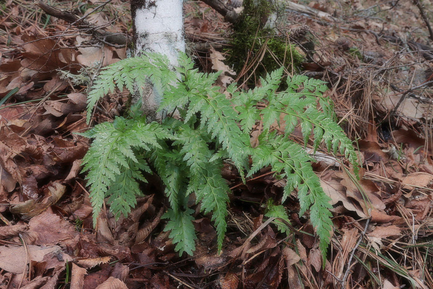 Изображение особи Asplenium adiantum-nigrum.