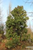 Pieris japonica