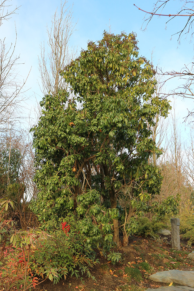 Image of Pieris japonica specimen.