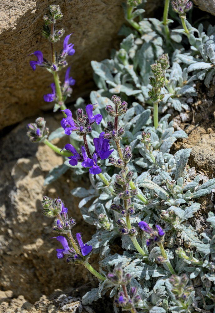 Image of Salvia canescens specimen.