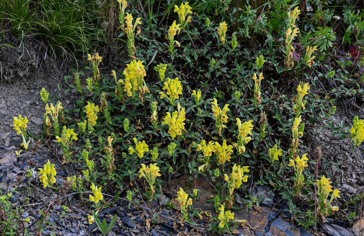 Изображение особи Scutellaria polyodon.