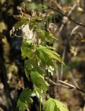 Aconitum sczukinii