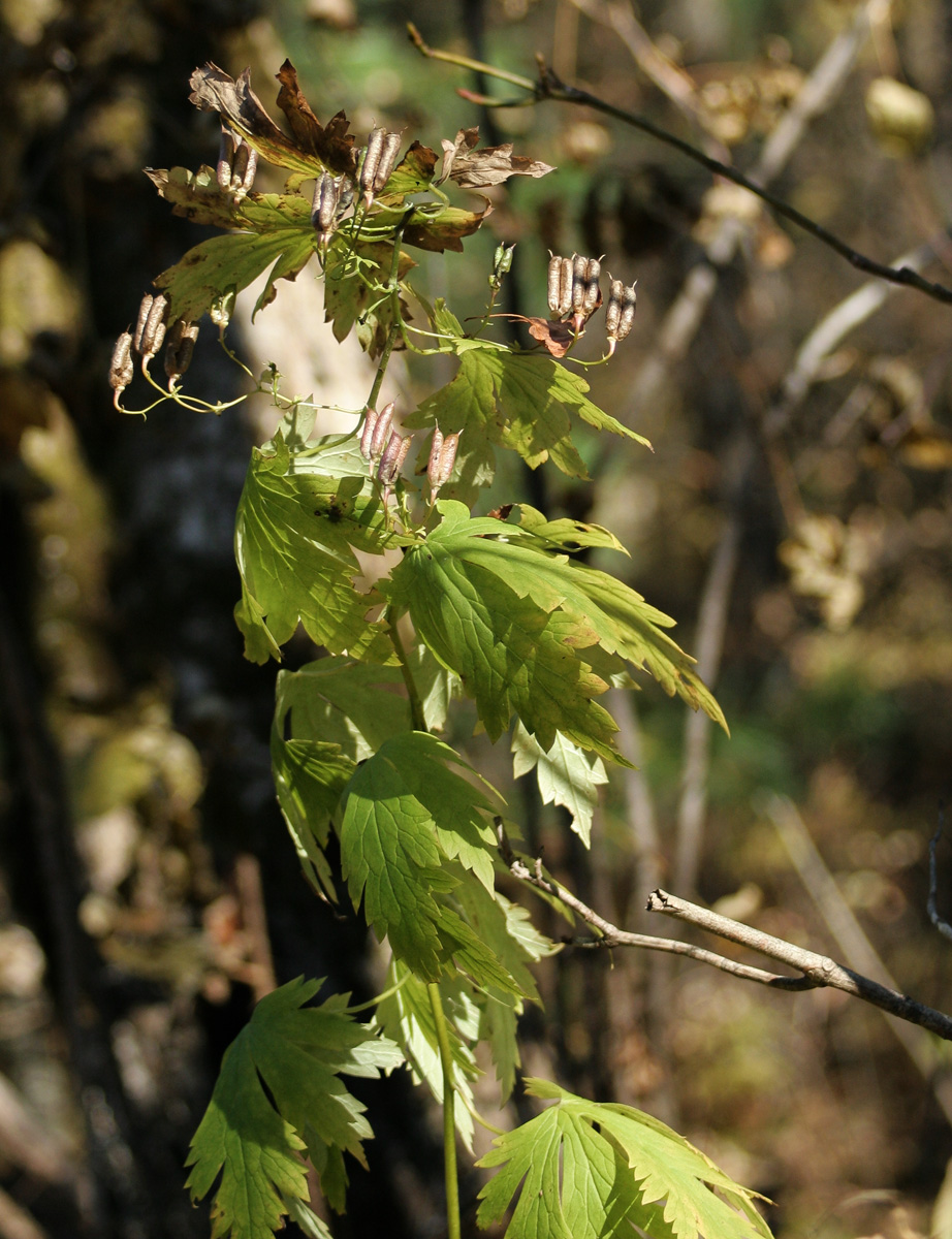 Image of Aconitum sczukinii specimen.