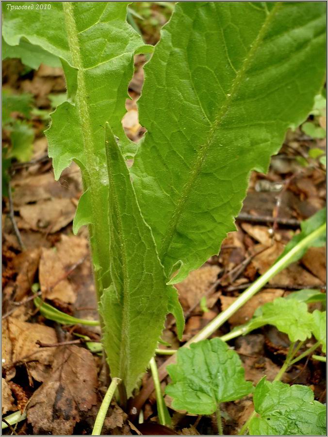 Image of genus Cirsium specimen.