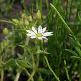 Myosoton aquaticum