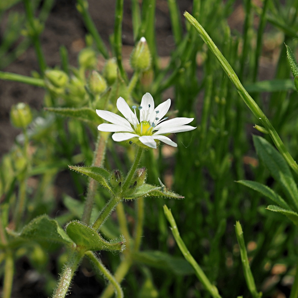 Изображение особи Myosoton aquaticum.