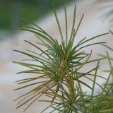 Sciadopitys verticillata