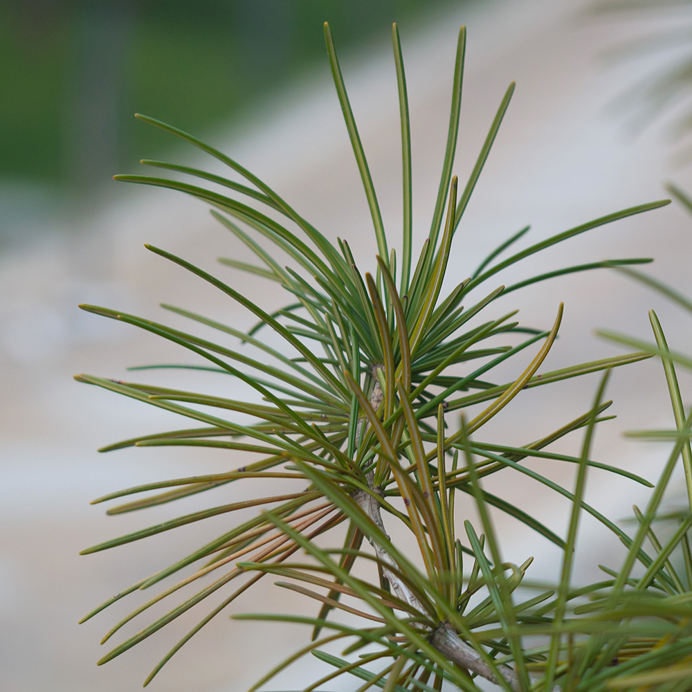 Image of Sciadopitys verticillata specimen.