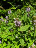 Prunella vulgaris. Соцветие. Краснодарский край, г/о Сочи, Хостинский р-н, Тисо-самшитовая роща, лужайка. 01.06.2022.