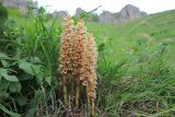 Orobanche grossheimii