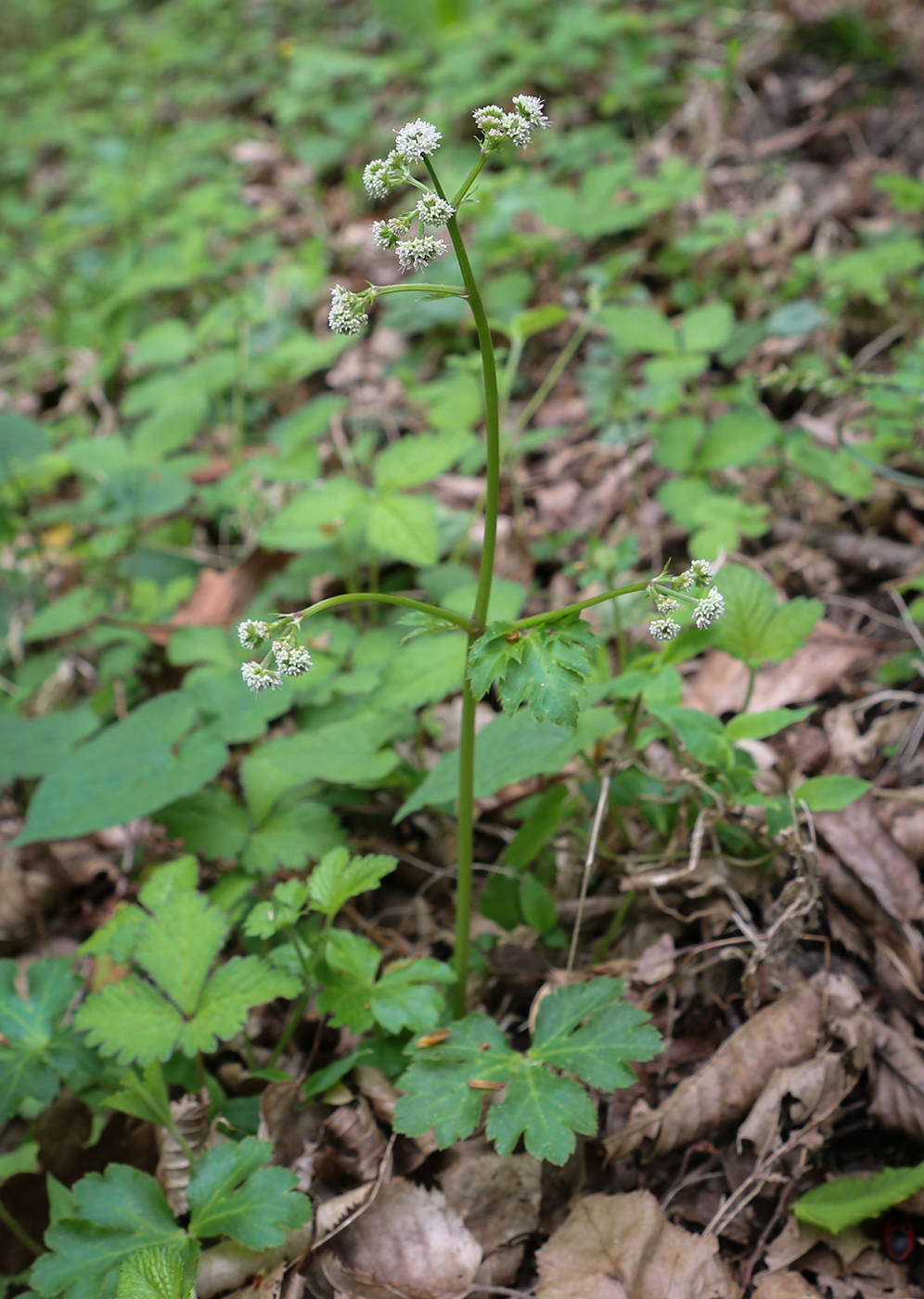 Image of Sanicula europaea specimen.