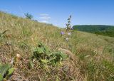 Salvia ringens. Цветущее растение. Краснодарский край, м/о г. Новороссийск, склон горы Херсонка, остепнённый луг. 10.05.2024.