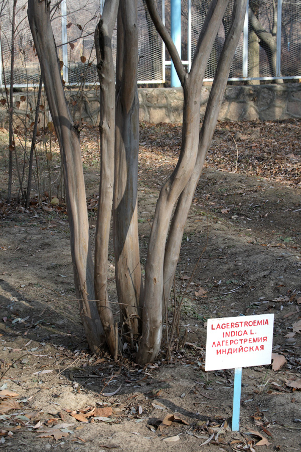 Image of Lagerstroemia indica specimen.