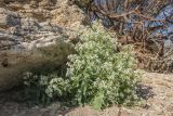 Crambe maritima