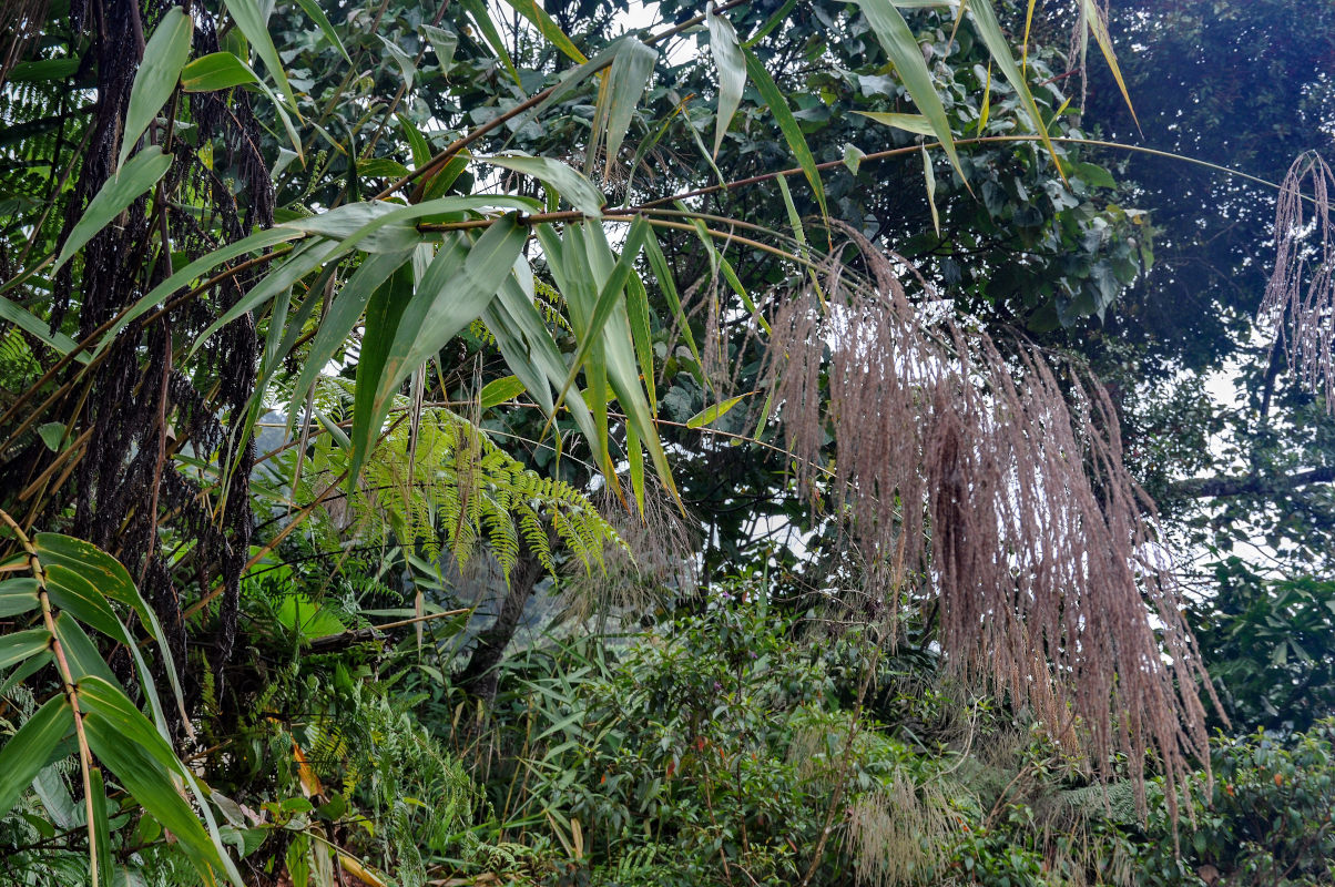 Image of Thysanolaena latifolia specimen.