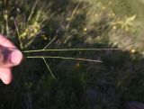 Nardus stricta
