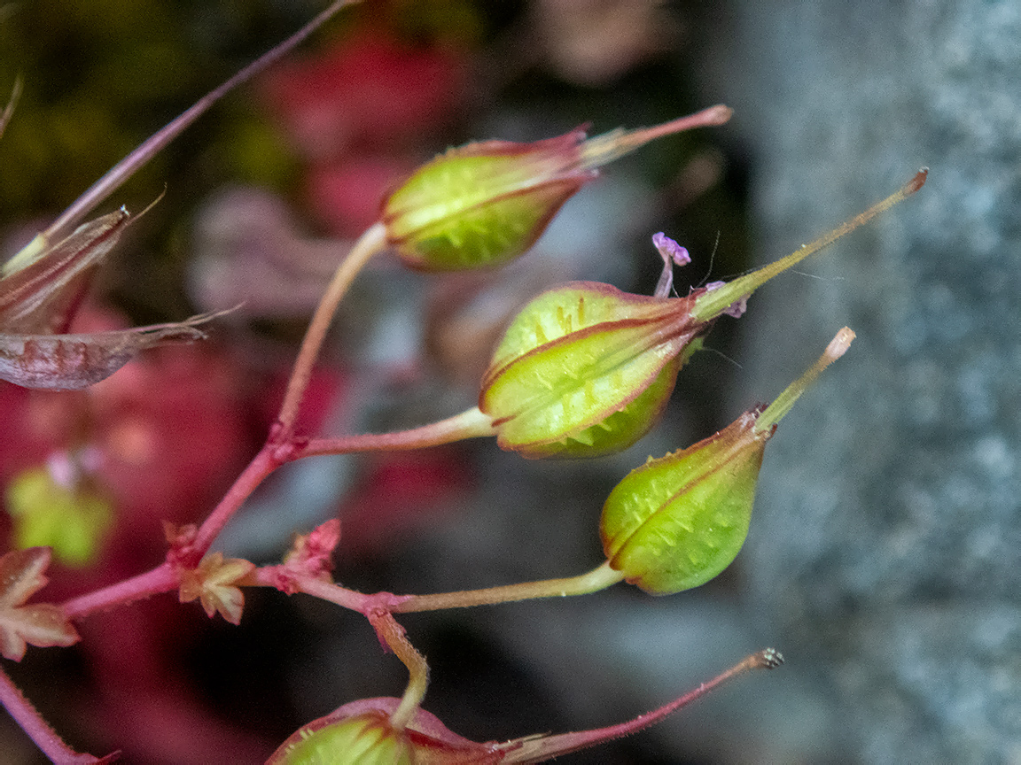 Image of Geranium lucidum specimen.